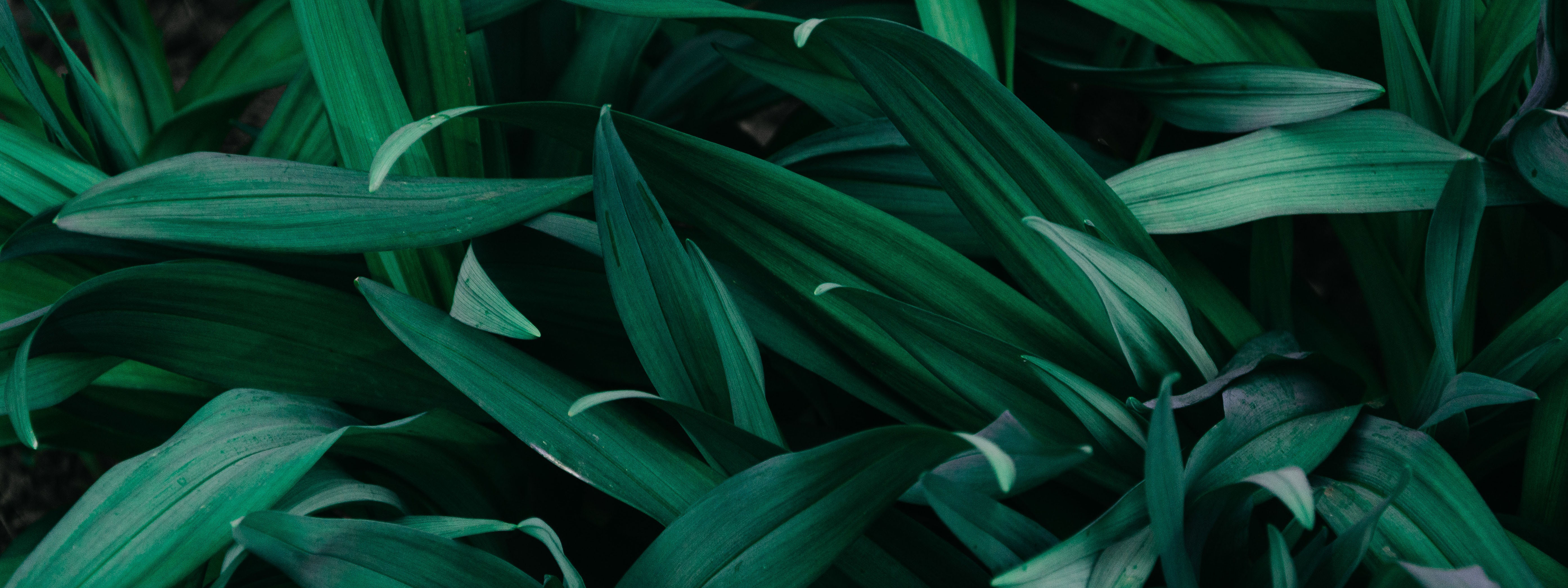 Darkgreen leaves seen from above