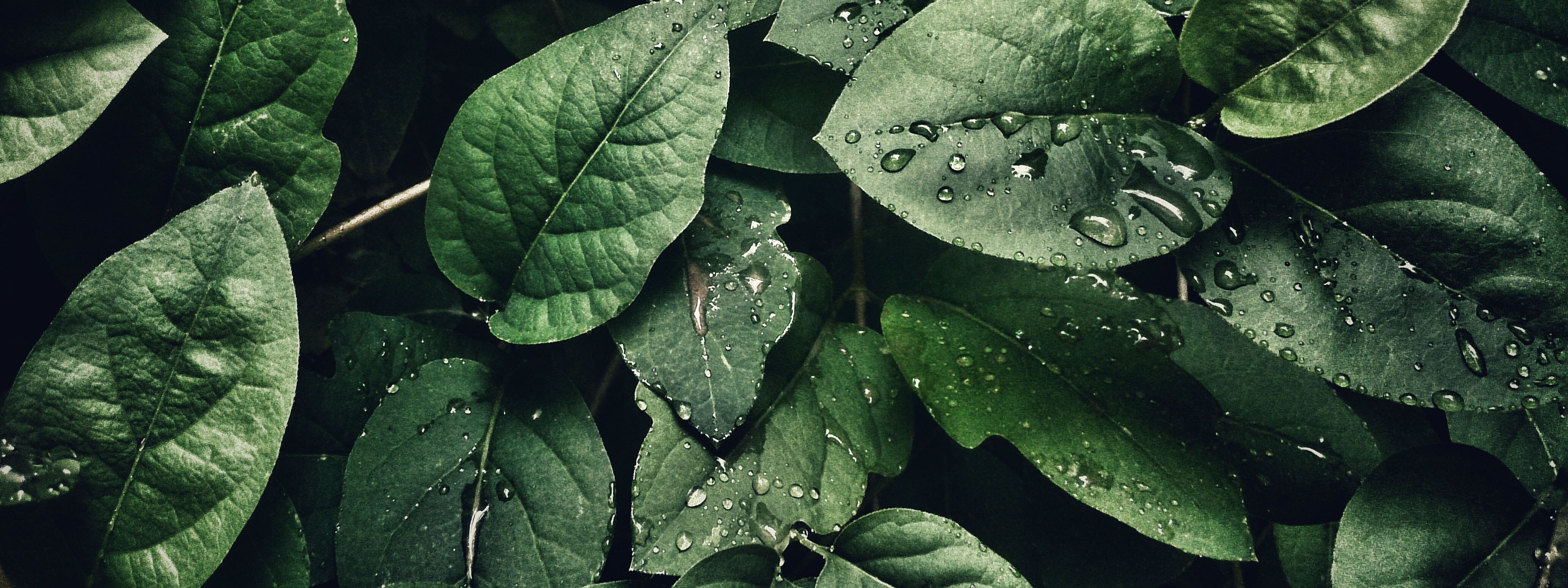 Darkgreen leaves with raindrops